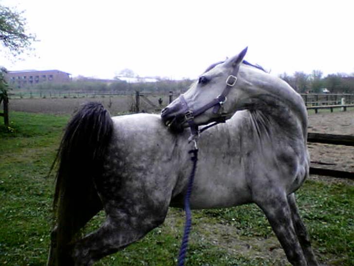 Anden særlig race Grey Beauty... DØD... :'( - skat.. :´( billede 8