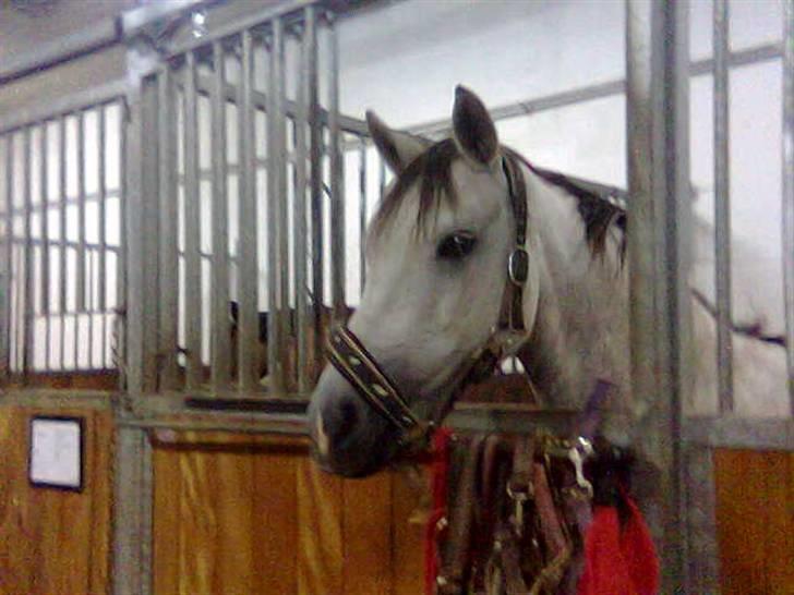 Anden særlig race Grey Beauty... DØD... :'( - Jeg elsker dig.<3 billede 9