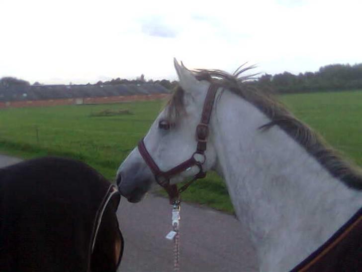 Anden særlig race Grey Beauty... DØD... :'( - Viggo og Beauty<3 billede 10