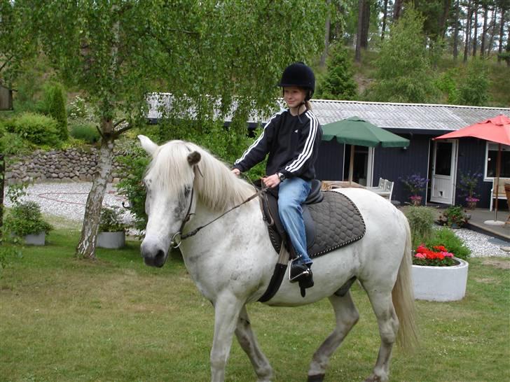 Islænder Gráni frá Seljalandi  - Bella der rider Gráni billede 2
