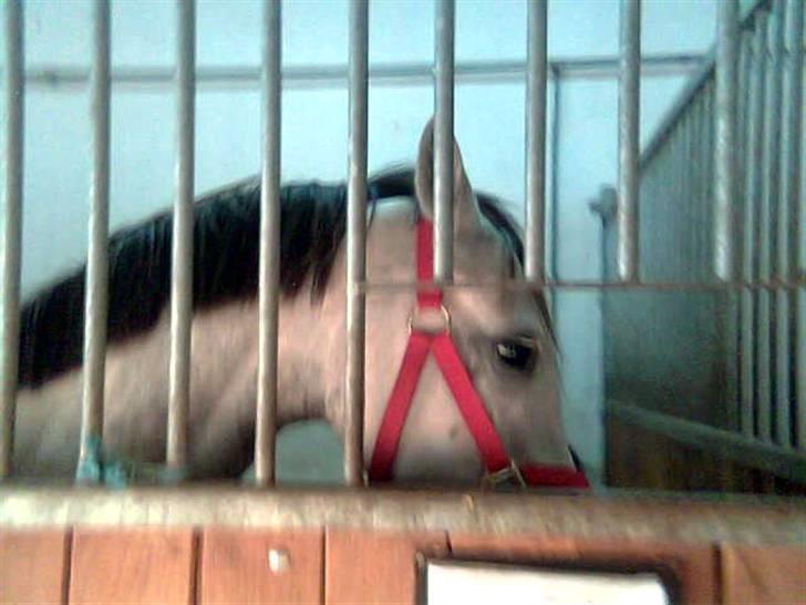 Anden særlig race Grey Beauty... DØD... :'( - du fantastisk :´( billede 11