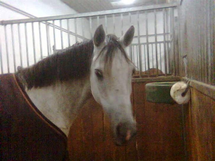 Anden særlig race Grey Beauty... DØD... :'( - det var midt om natten..<3 elsker dig.<3 billede 12