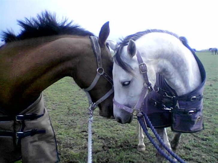 Anden særlig race Grey Beauty... DØD... :'( - Viggo og Beauty<3 billede 13