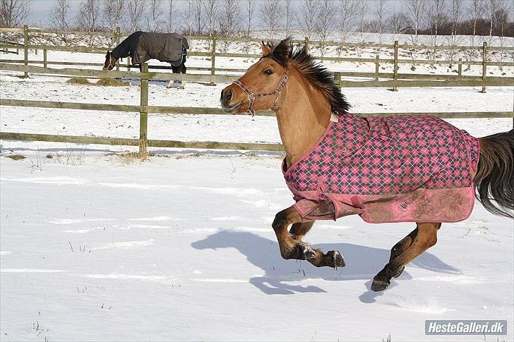 Anden særlig race Simson (Tidligere pony) - Vinter 2011 billede 18