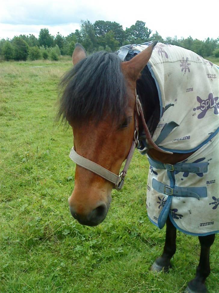 Anden særlig race Cassi. (Har passet) billede 2