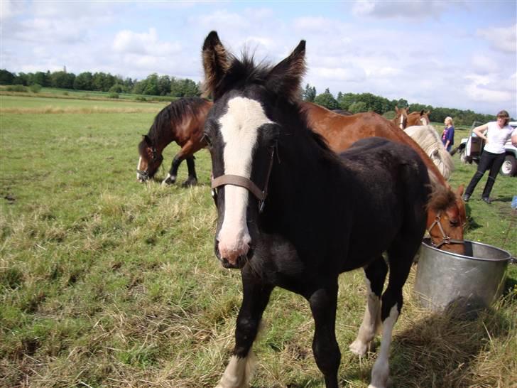Anden særlig race Ask - Ask 3 mdr. billede 1