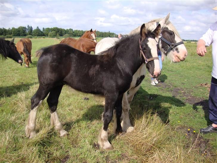 Anden særlig race Ask - Ask 3 mdr. billede 2