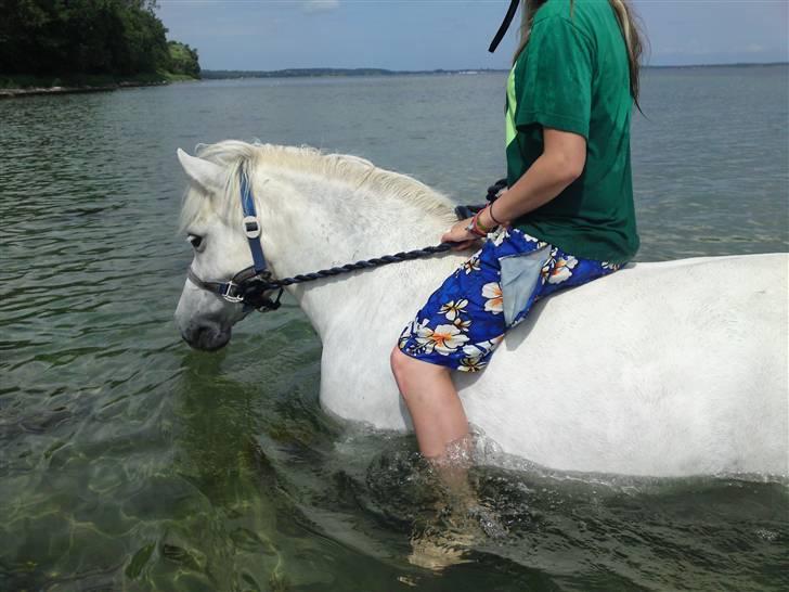 Anden særlig race Mickey mouse billede 12