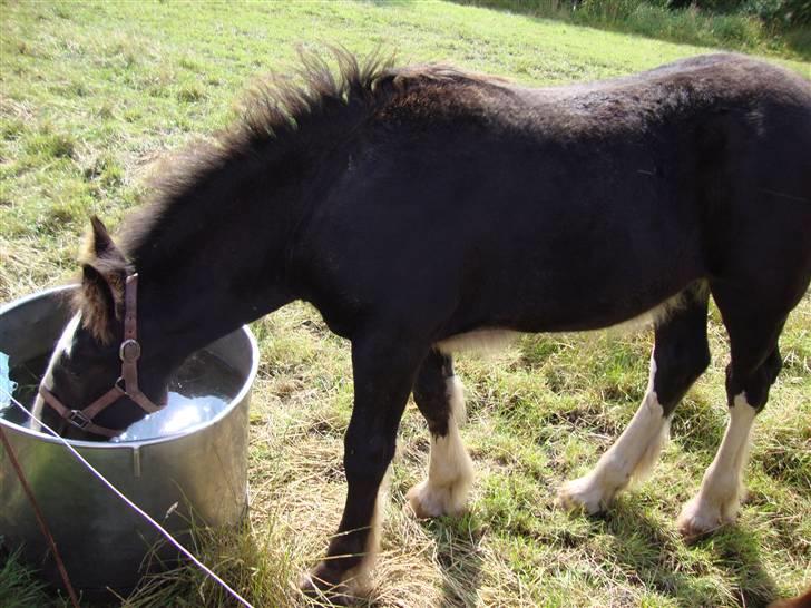 Anden særlig race Ask - Ask 3 mdr. billede 3