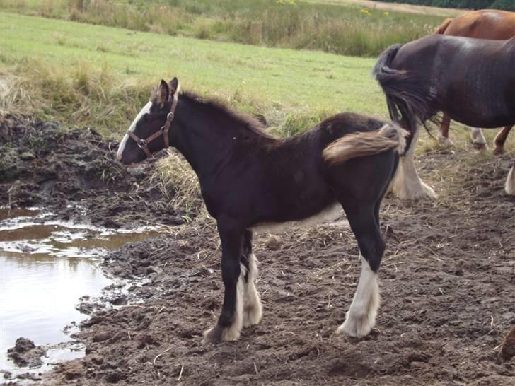 Anden særlig race Ask - Ask 3 mdr. billede 4