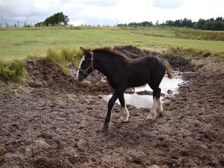 Anden særlig race Ask - Ask 3 mdr. billede 5