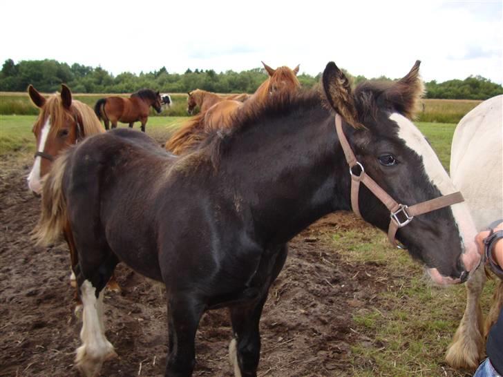 Anden særlig race Ask - Ask 3 mdr. billede 6