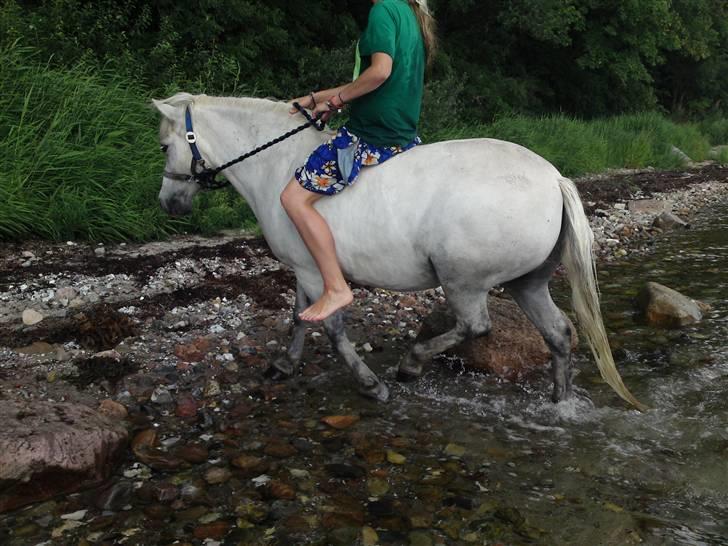 Anden særlig race Mickey mouse billede 17
