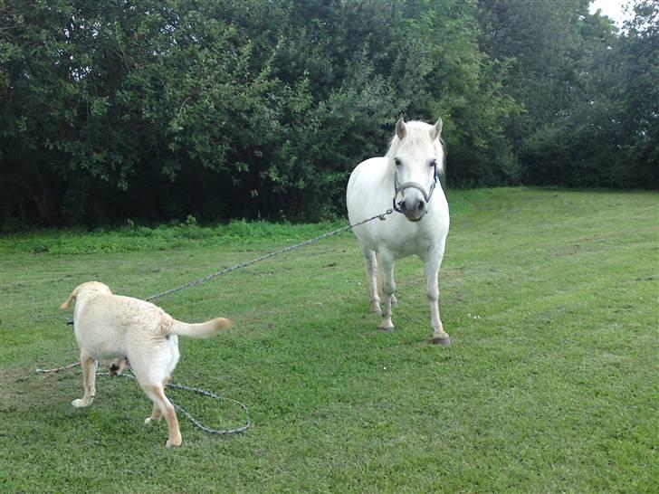Anden særlig race Mickey mouse - bertram går me mickey :D billede 20