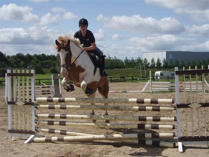 Pinto Indi af Højlund (solgt) - Springtræning den 26/7 2009 billede 5