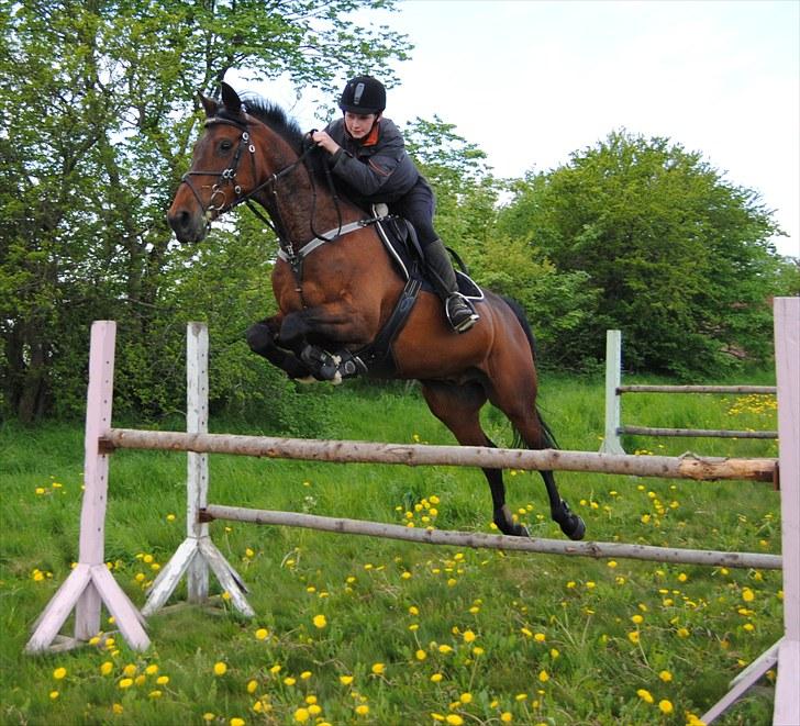 Anden særlig race Bastian *Stjernen*:-) - Stjernen til springtræning d. 26/5-10 billede 3