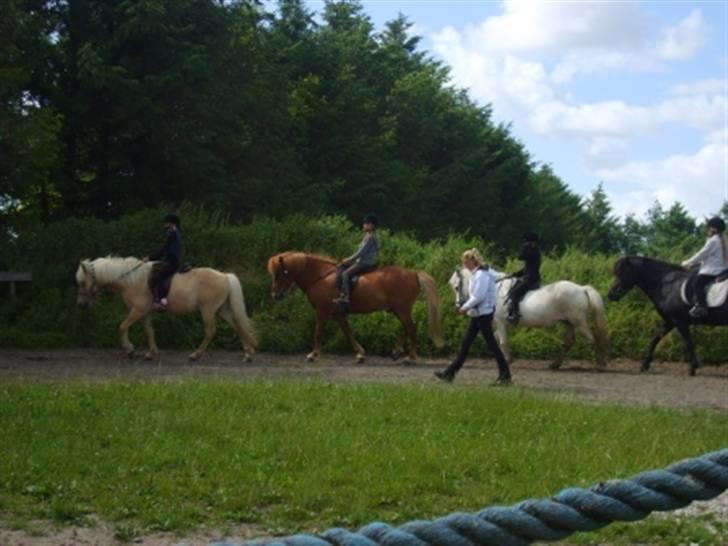 Islænder Njall fra Vindblæs(solgt) - Rides af 8 årig som aldrig har redet før. (rides i grime) uge 28 09 billede 9
