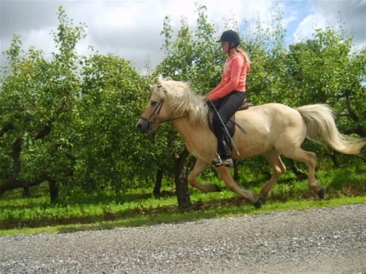 Islænder Njall fra Vindblæs(solgt) - Galop med Heidi juli 09 (sadlen er da vist gledet frem :) )  billede 10