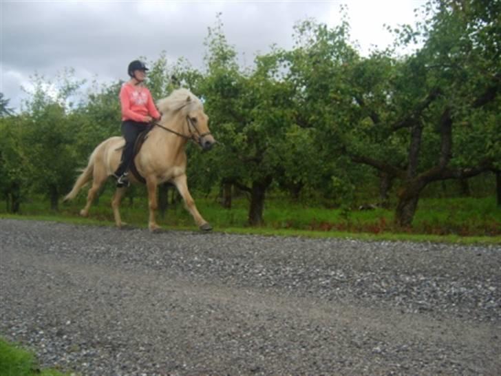Islænder Njall fra Vindblæs(solgt) - Galop med Heidi juli 09 billede 12