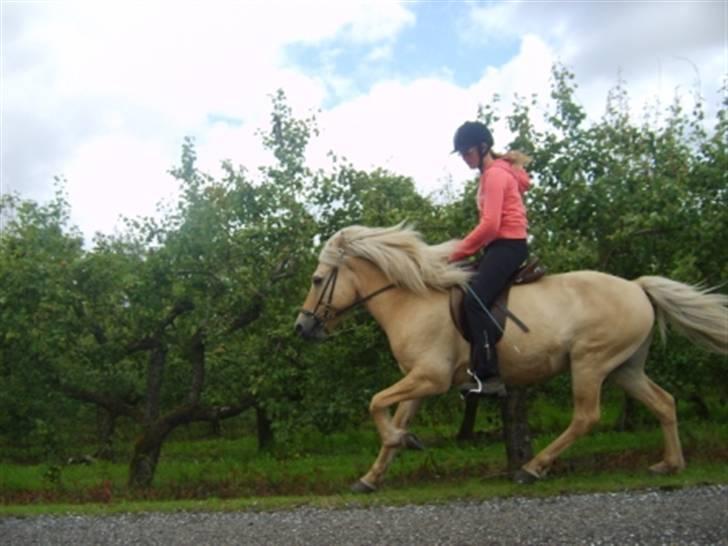 Islænder Njall fra Vindblæs(solgt) - mere galop juli 09  billede 13