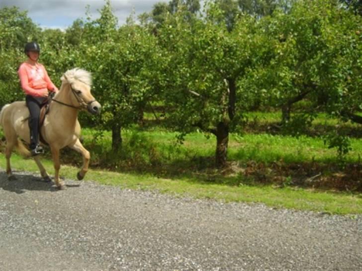 Islænder Njall fra Vindblæs(solgt) billede 16