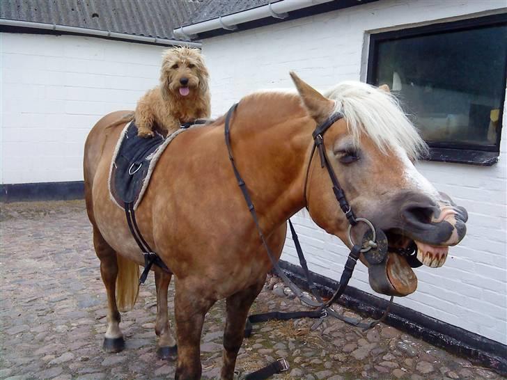 Haflinger misty billede 9