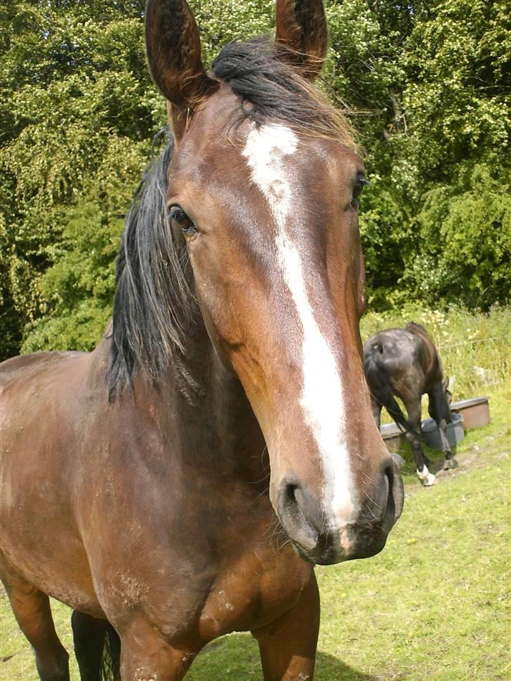 Oldenborg Tronkærs Lukas - 2009 ;) På sommergræs. Lukas 3år billede 10