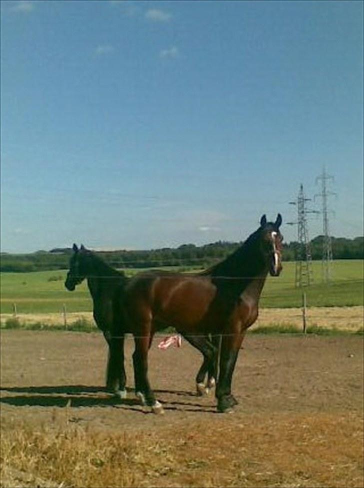 Oldenborg Tronkærs Lukas - smuk dreng Juli 2010 billede 11