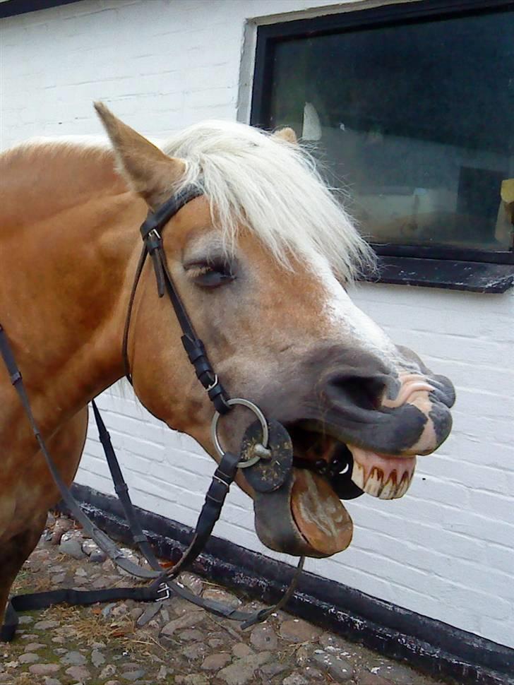 Haflinger misty billede 10