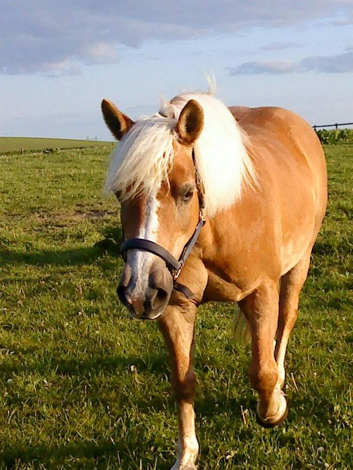 Haflinger misty billede 11