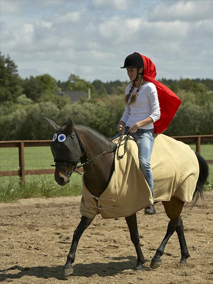 New Forest | Lærke - 20. Årets Ringridning ;D FOTO: HFN.. Mange tak for kigget - smid gerne en bedømmelse & kommentar billede 20