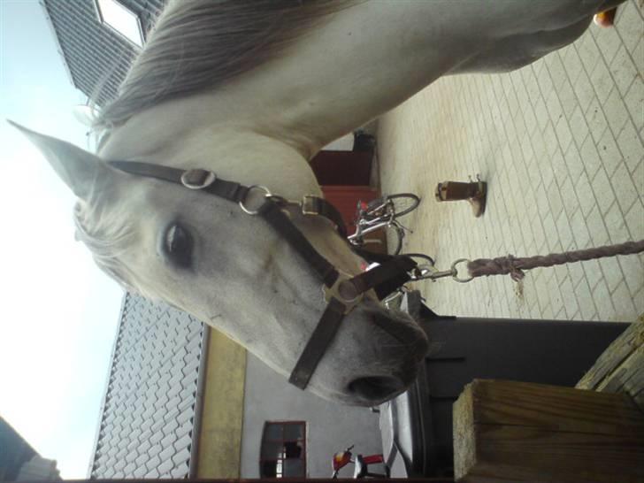 Anden særlig race Chanell (Låne hest) billede 1