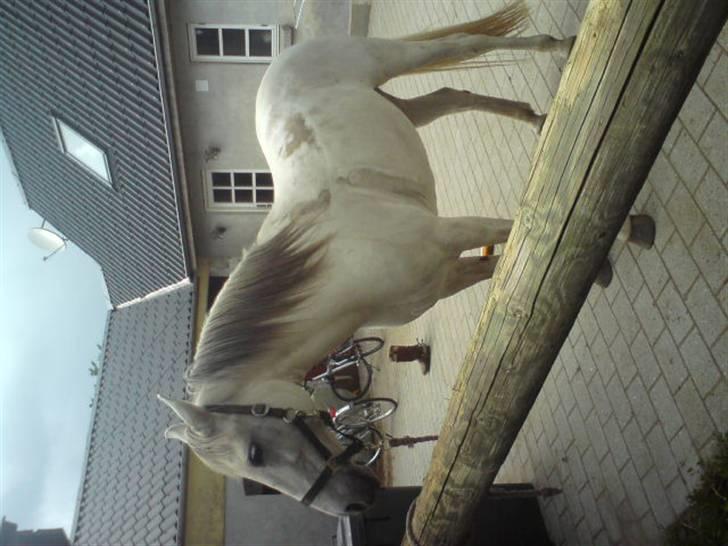 Anden særlig race Chanell (Låne hest) billede 2