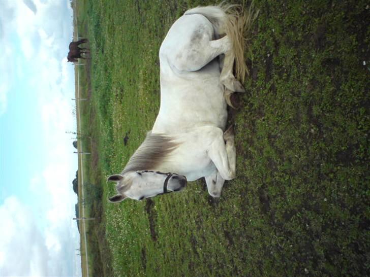 Anden særlig race Chanell (Låne hest) billede 3