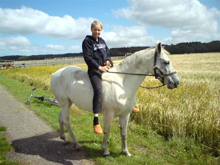Anden særlig race Chanell (Låne hest) billede 5