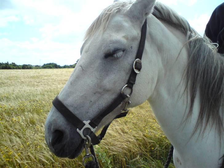 Anden særlig race Chanell (Låne hest) billede 10