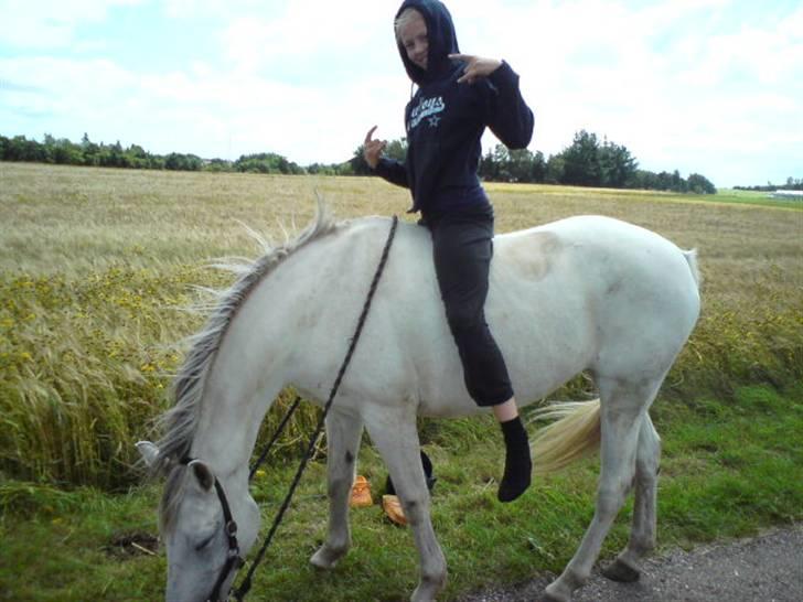 Anden særlig race Chanell (Låne hest) billede 11