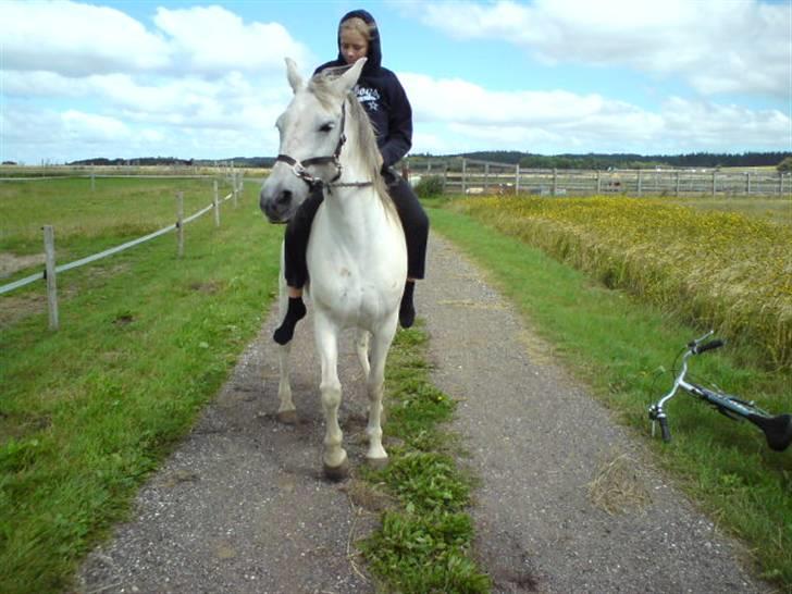 Anden særlig race Chanell (Låne hest) billede 12