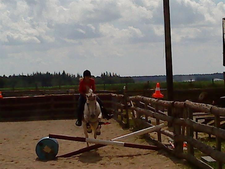 Anden særlig race Chanell (Låne hest) billede 14