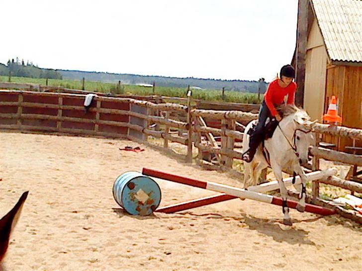 Anden særlig race Chanell (Låne hest) billede 15