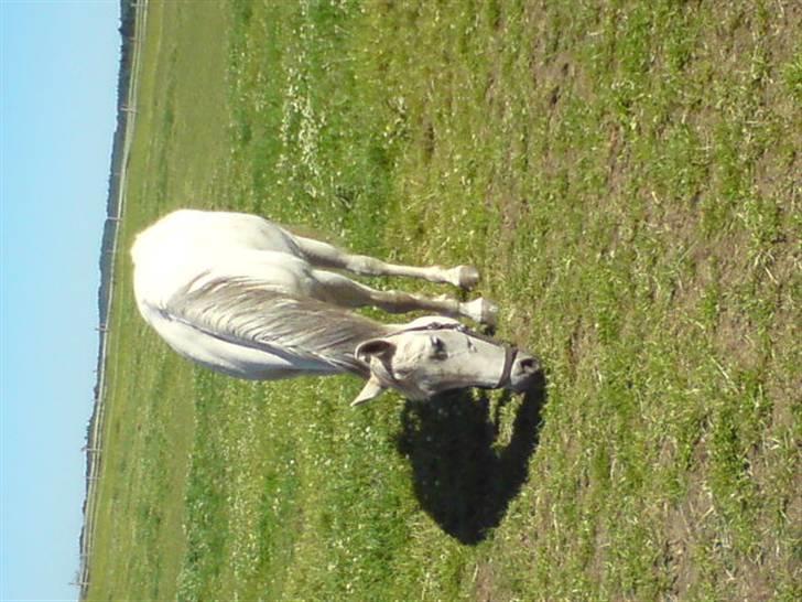 Anden særlig race Chanell (Låne hest) billede 16
