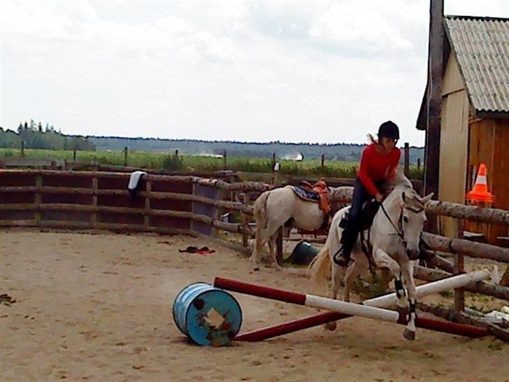 Anden særlig race Chanell (Låne hest) billede 17