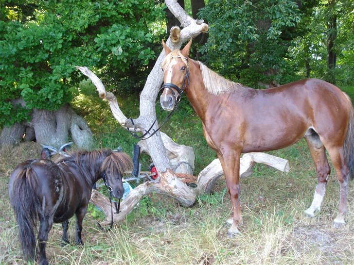 Traver Charmaine *R.I.P.* billede 11