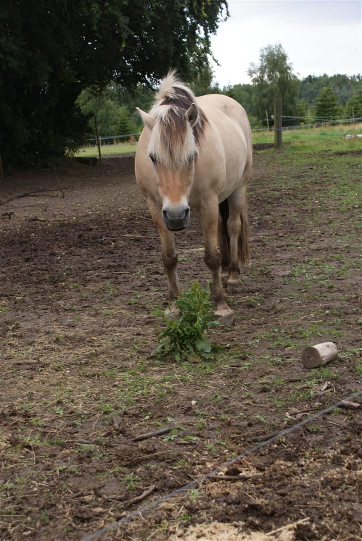 Fjordhest Robin <3  - ( 16 ) 26/7-09 - Ih den dejlige pruhest er bare en af de bedste <3  billede 16