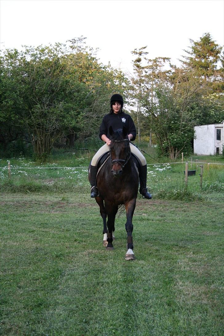 Dansk Varmblod Macqui +HIMMEL HEST+ - NYT dressur 09-07-10 Foto: Sanne billede 16