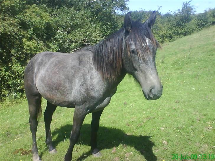 Anden særlig race Stald Magnas Momo Zon - Hvor er han bare fin.. billede 12