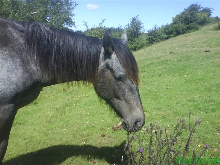 Anden særlig race Stald Magnas Momo Zon - Min momo dreng. billede 13