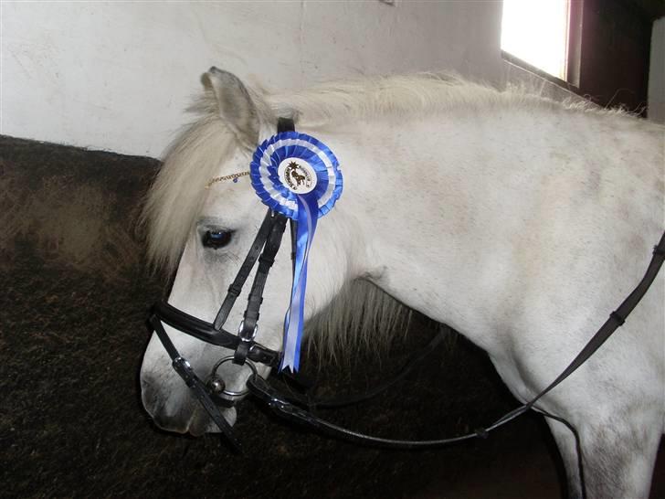 Anden særlig race Wendy solgt billede 18