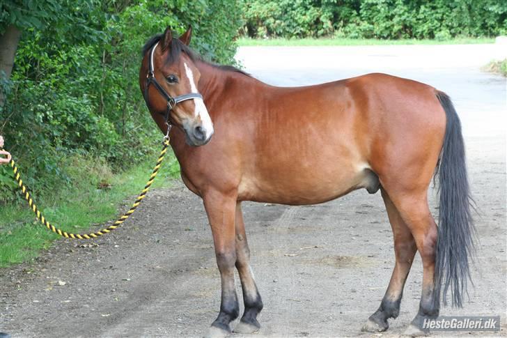 Anden særlig race Hildago *tidligere part* - Foto: jessie. tak. Elsker dig Hildago <3 billede 9