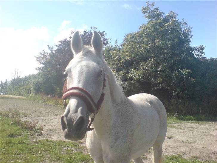 Anden særlig race dino boy " SOLGT " billede 15